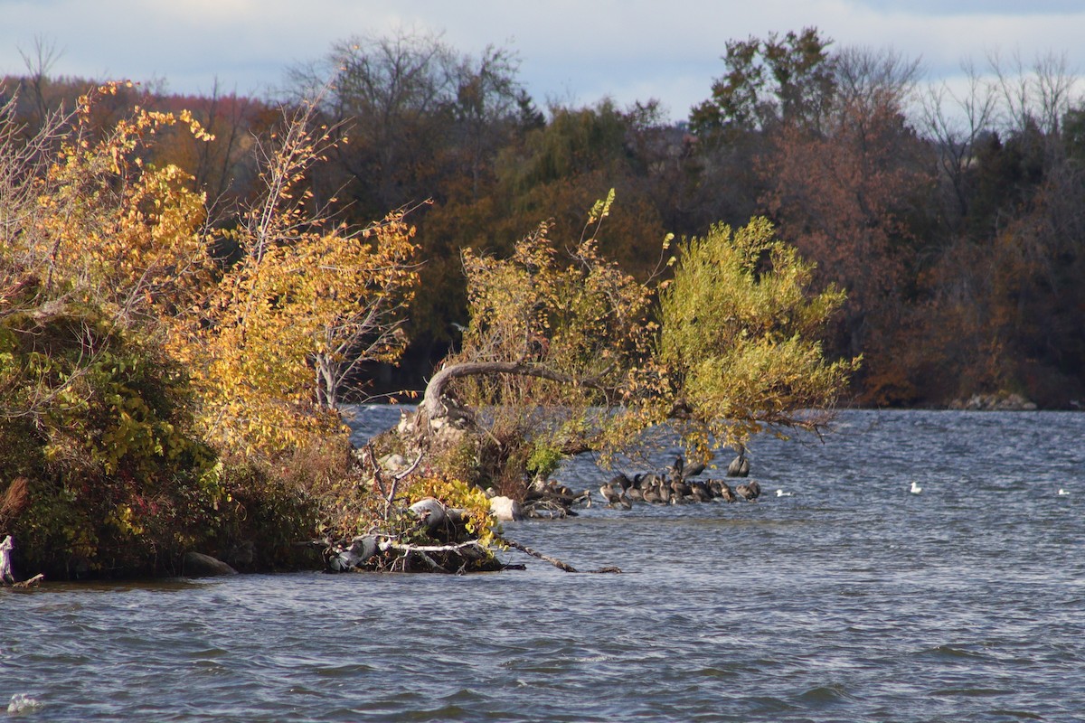 Kulaklı Karabatak - ML644744466