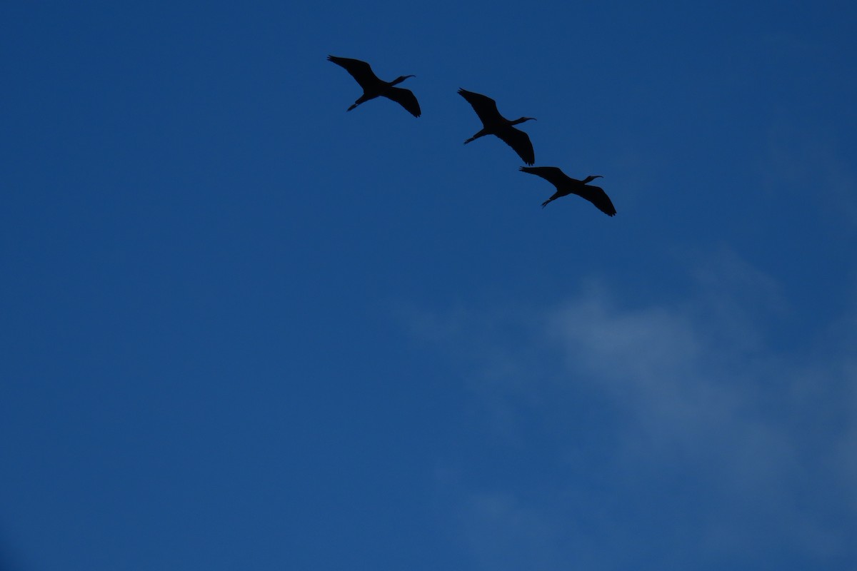 Çeltikçi - ML644744467