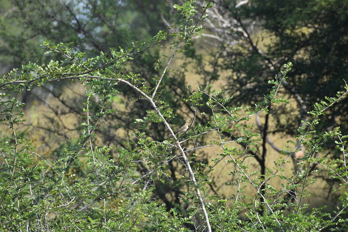 Çeltik İncirkuşu - ML644744468