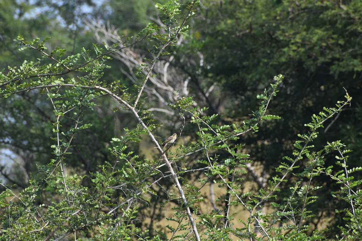 Çeltik İncirkuşu - ML644744469