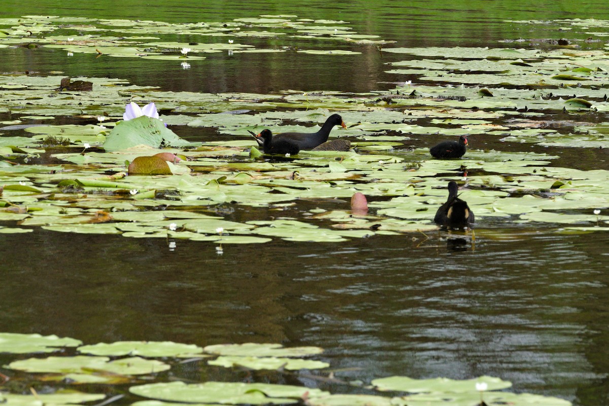 Karaca Sutavuğu - ML644744470