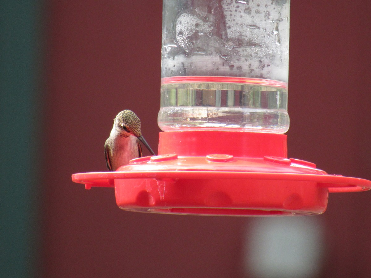 tanımsız Trochilidae sp. - ML644744472