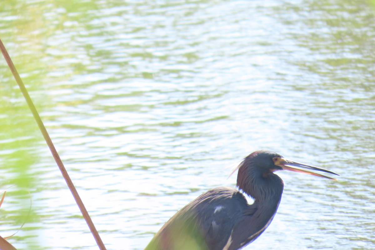 Üç Renkli Balıkçıl - ML644744473