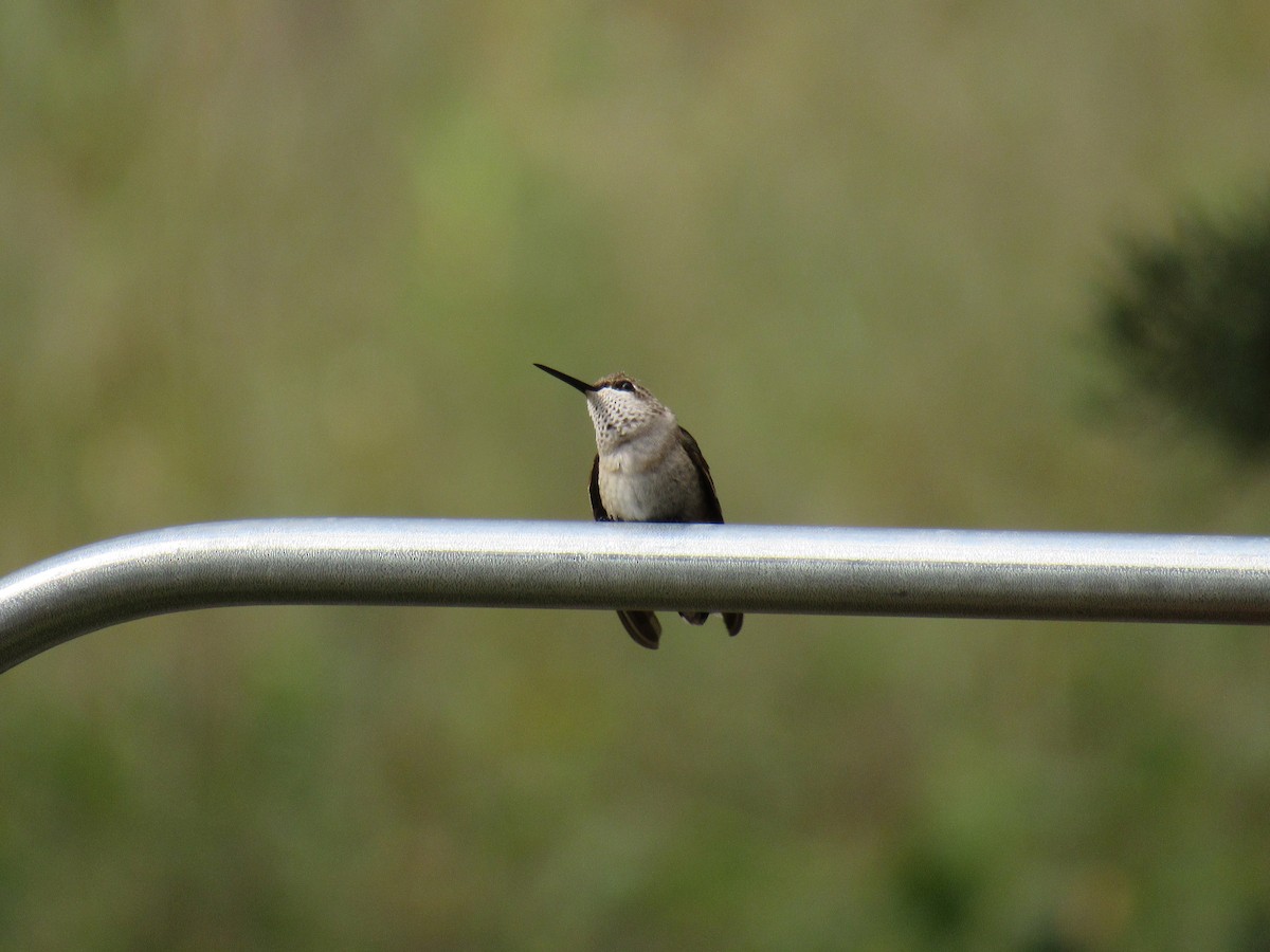tanımsız Trochilidae sp. - ML644744474