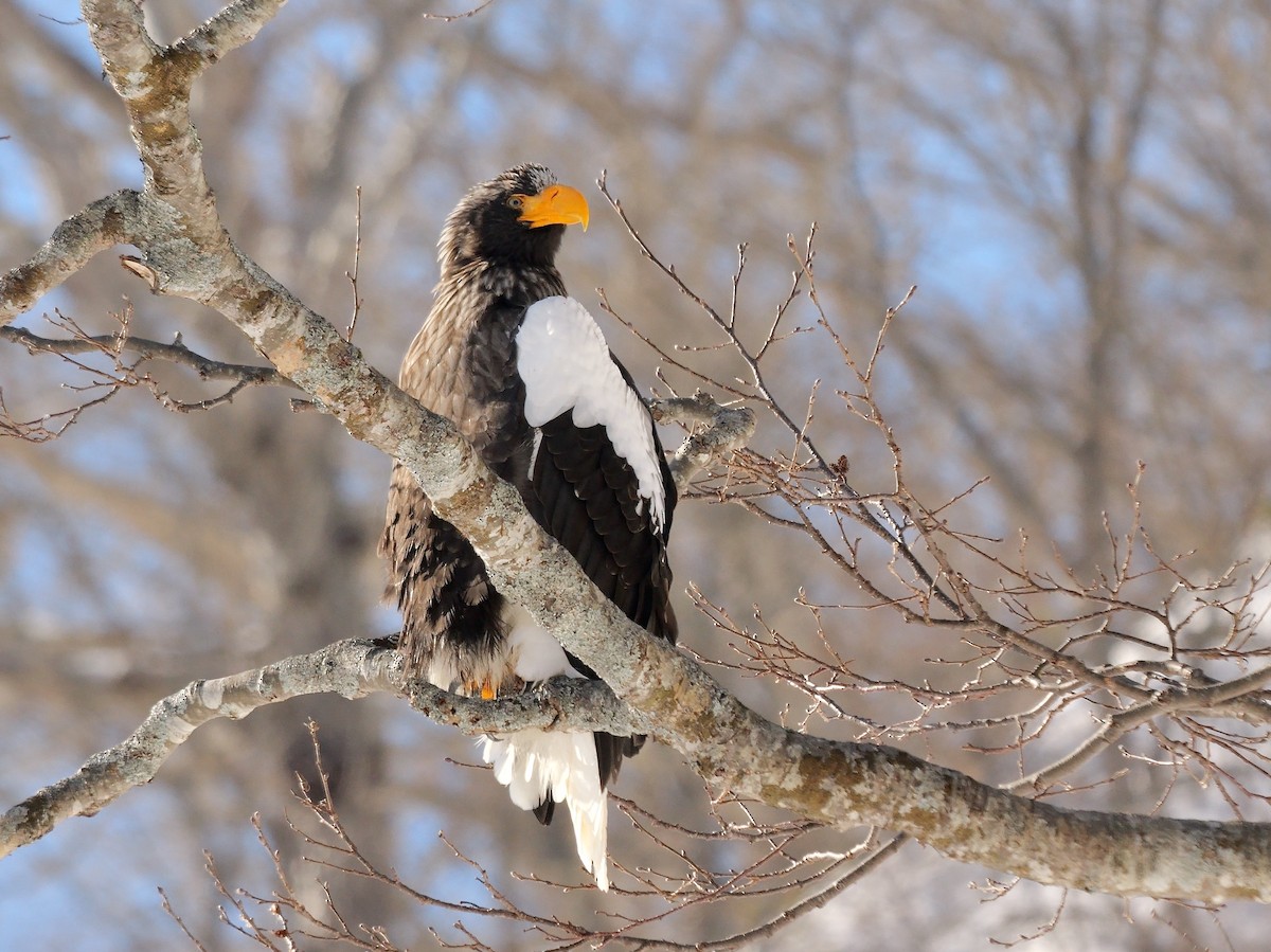 Büyük Deniz Kartalı - ML644744475