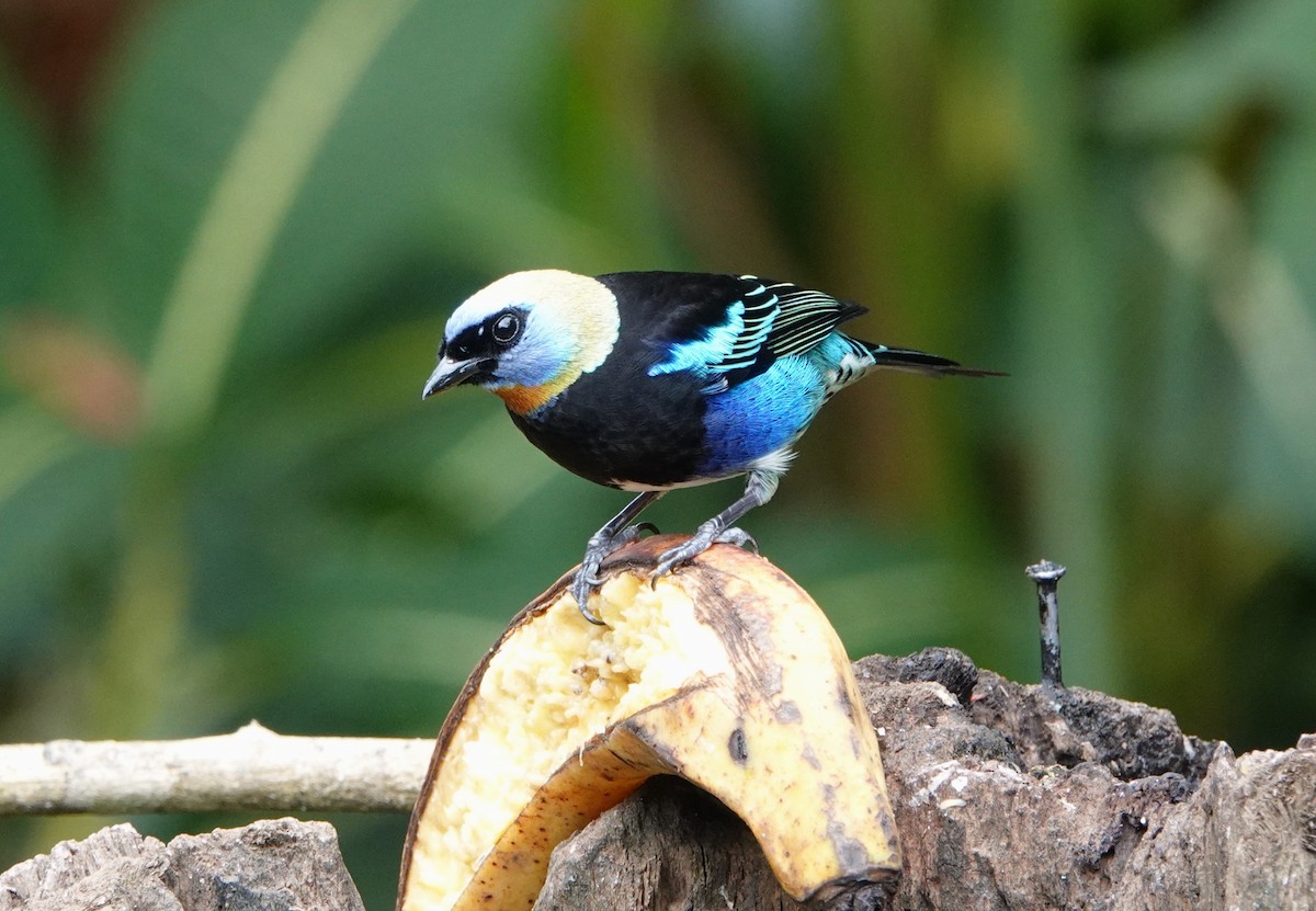 Altın Başlıklı Tangara - ML644744476