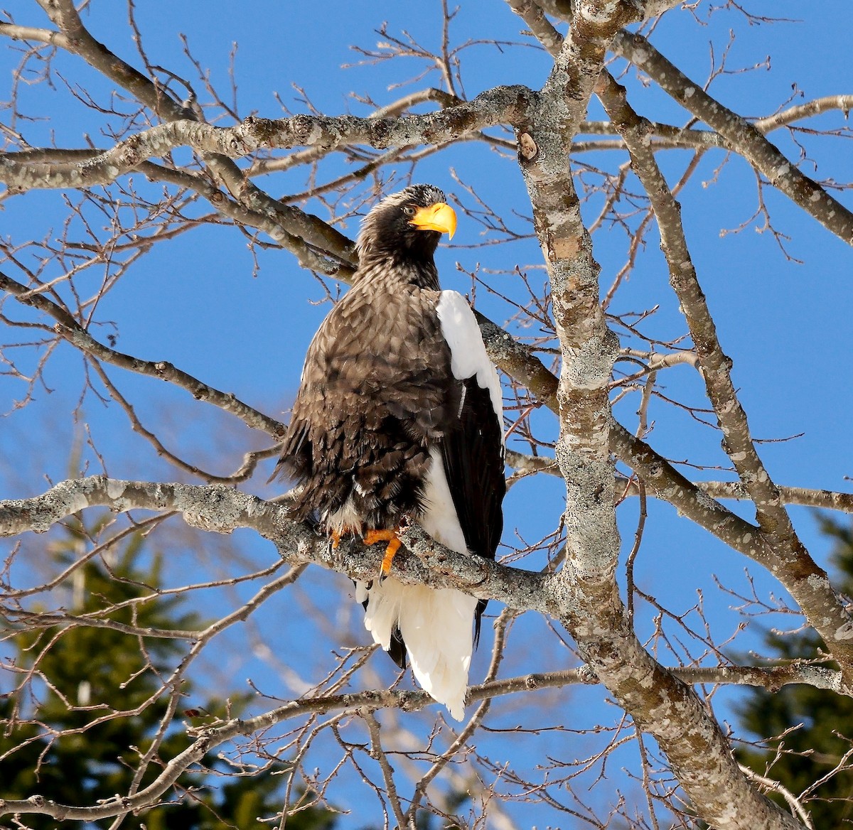 Büyük Deniz Kartalı - ML644744477