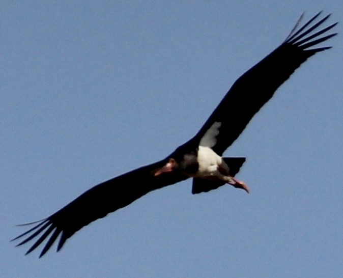 Abdim Leyleği - ML644744478