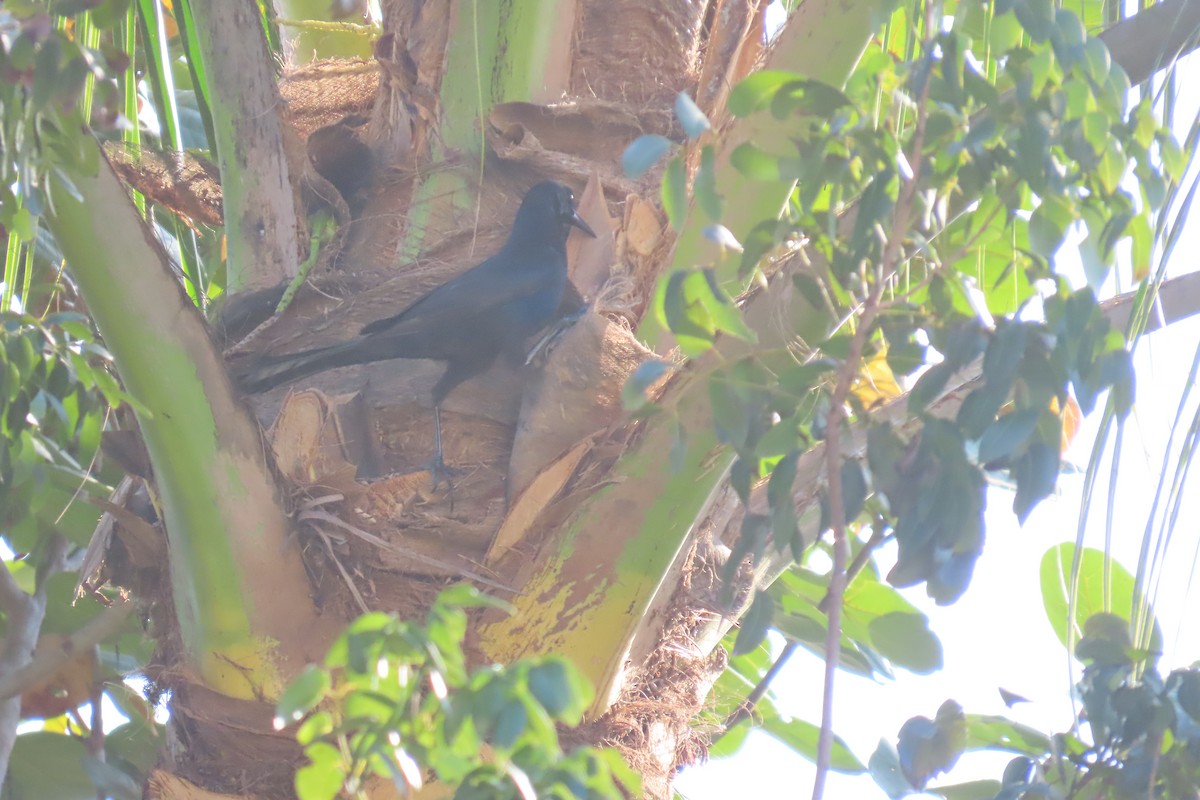 Denizci Kiskal - ML644744479