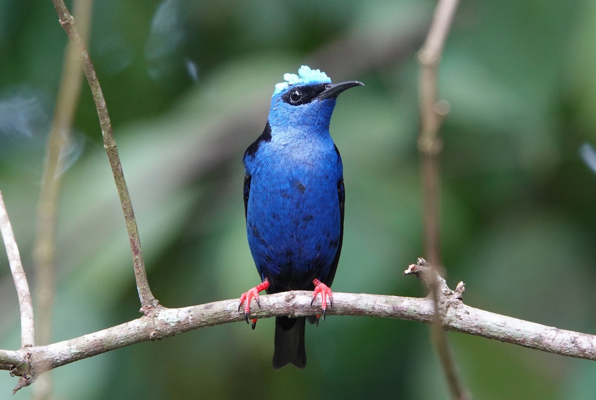 Red-legged Honeycreeper - ML644744481
