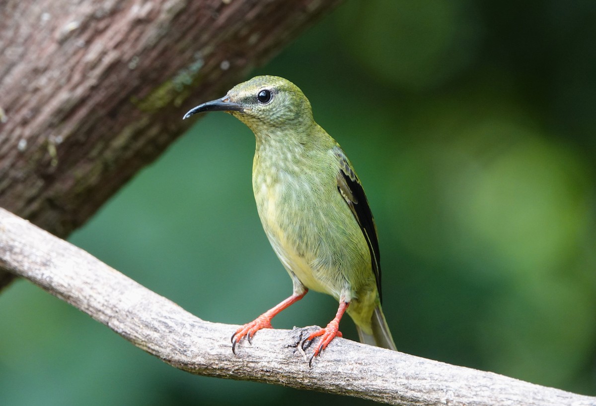 Red-legged Honeycreeper - ML644744488