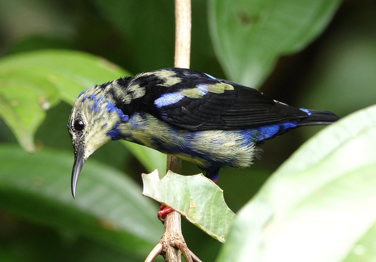 Red-legged Honeycreeper - ML644744507