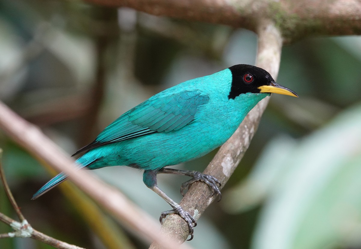 Green Honeycreeper - ML644744509