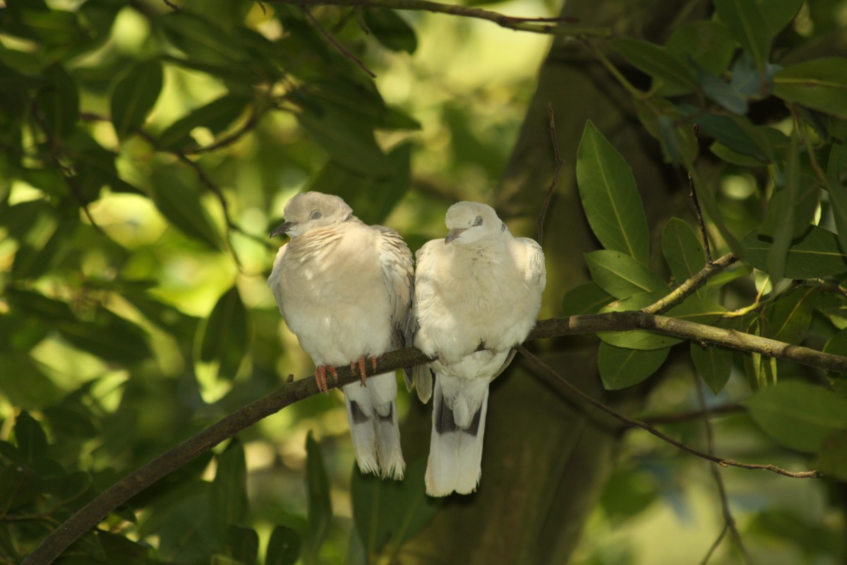 hrdlička zahradní - ML644744512