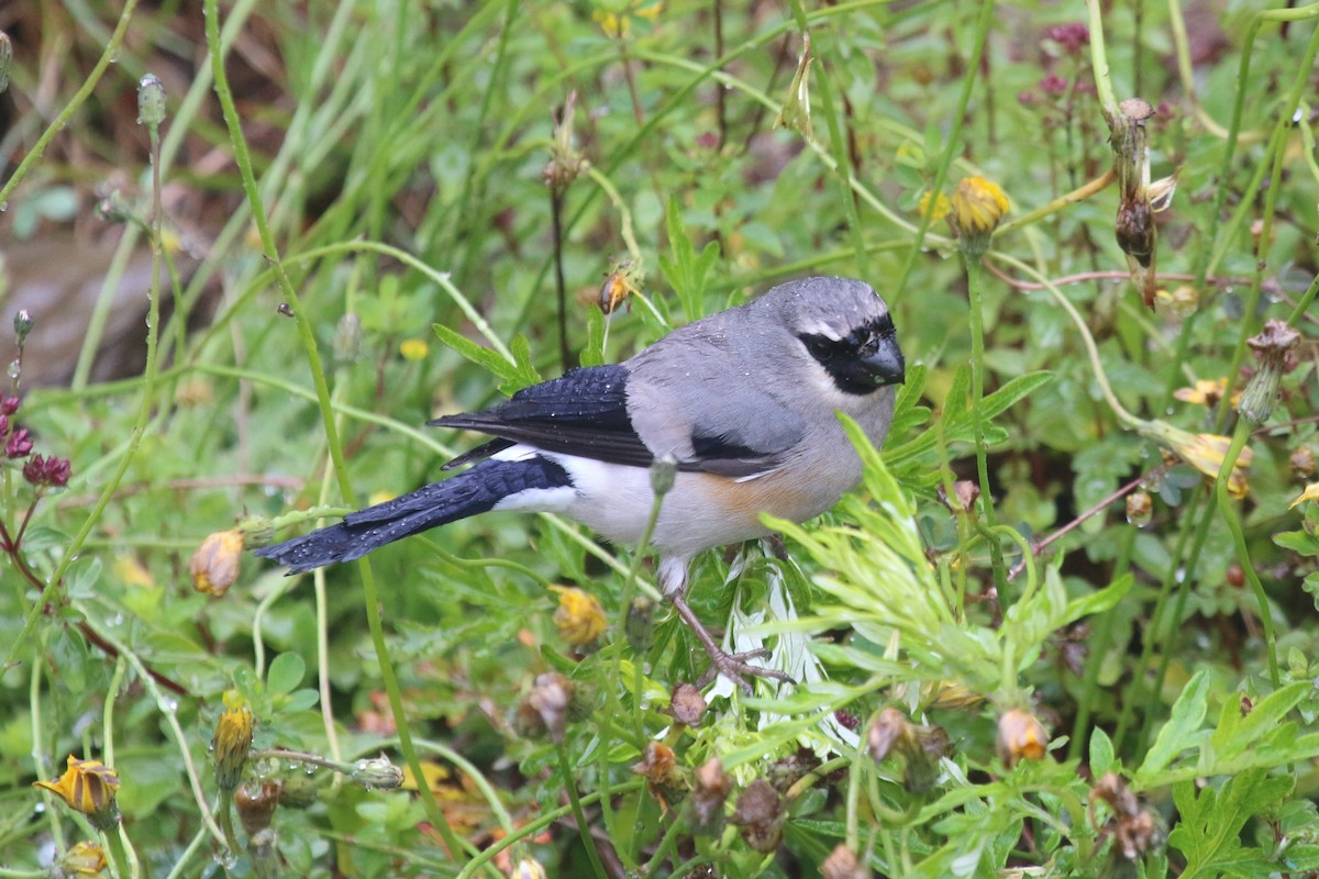 Taiwan Bullfinch - ML644744523