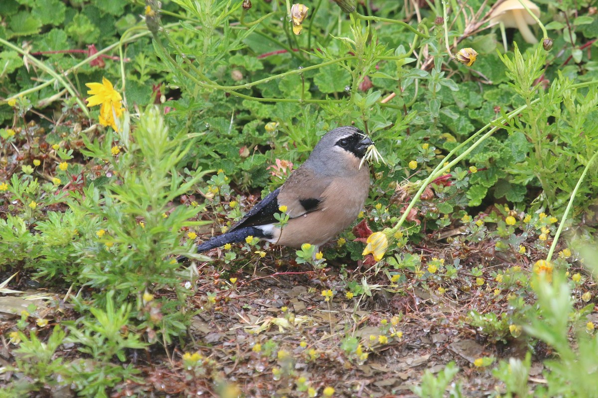 Taiwan Bullfinch - ML644744524