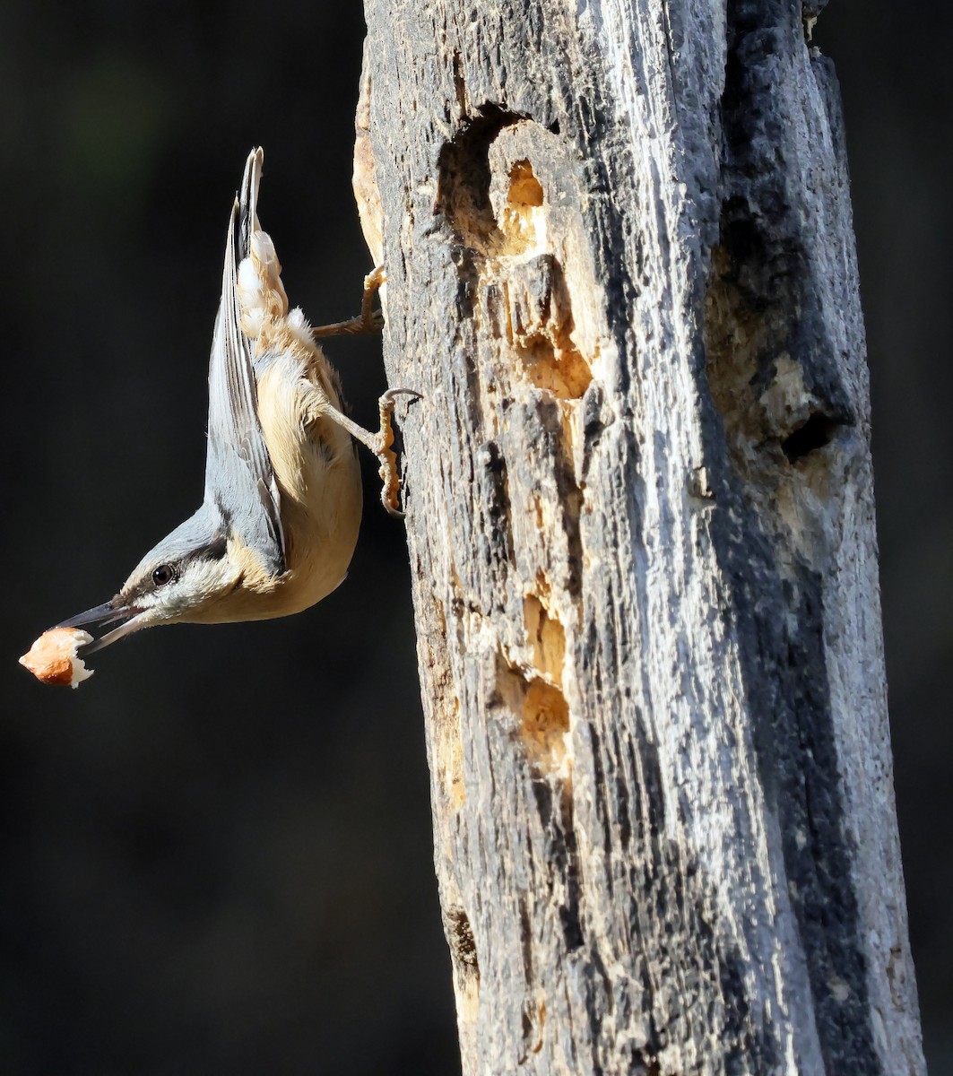 Повзик звичайний - ML644744547