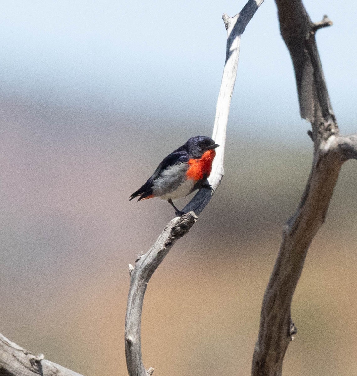 ヤドリギハナドリ - ML644744554