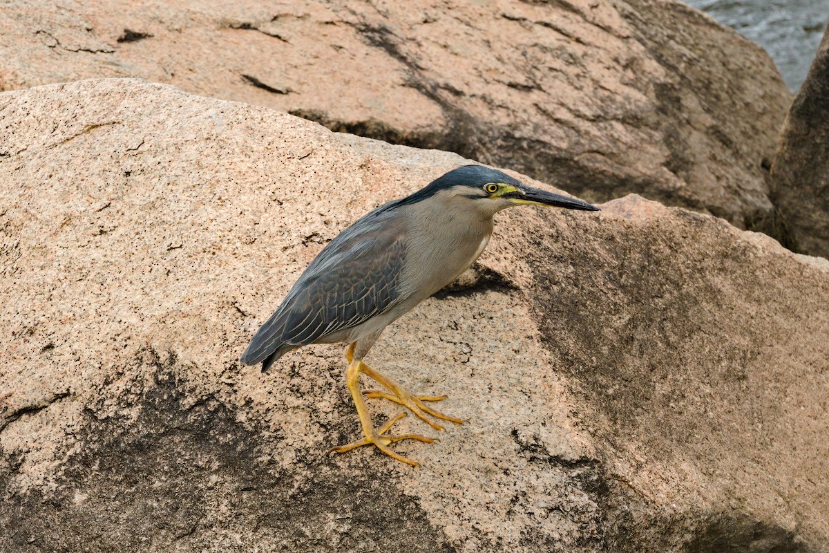 ササゴイ - ML644744560