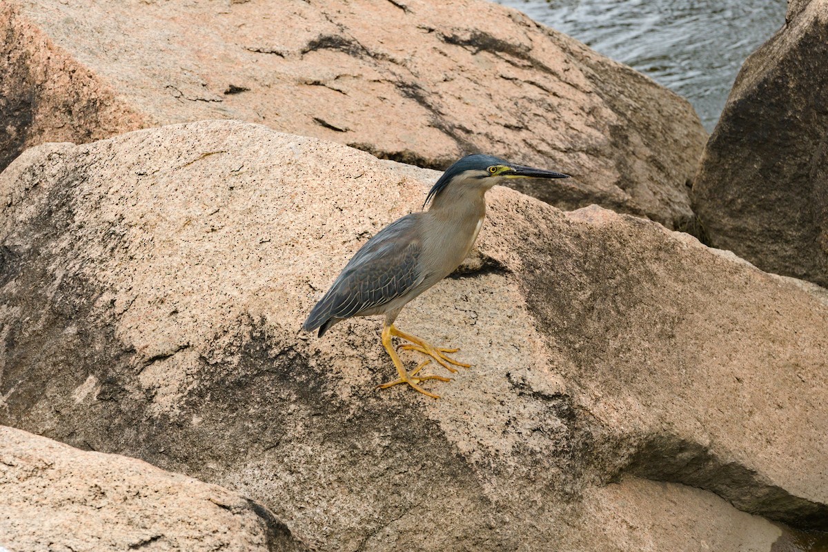 ササゴイ - ML644744561