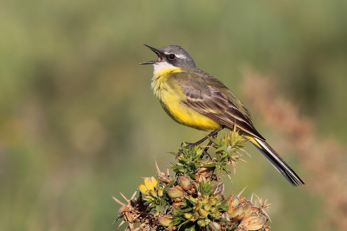 konipas luční - ML644744563