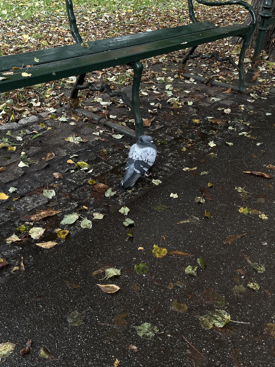 holub skalní (domácí) - ML644744575