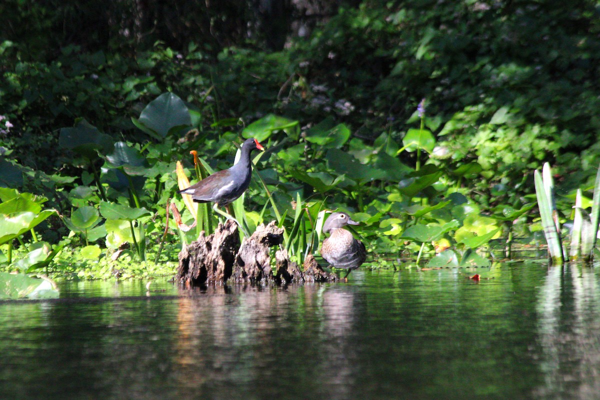 amerikasivhøne - ML644744576