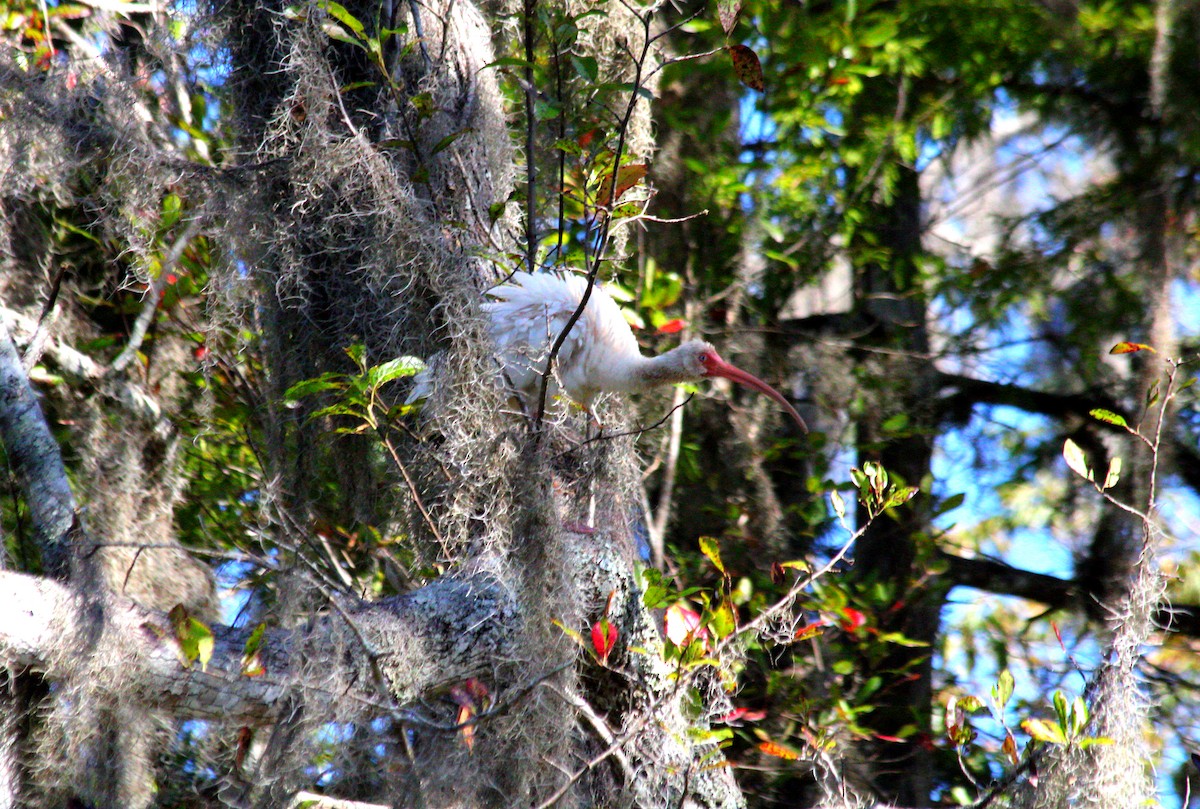 hvitibis - ML644744586