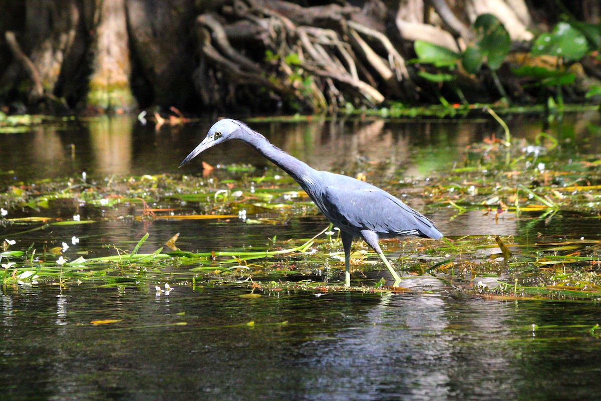 blåhegre - ML644744594