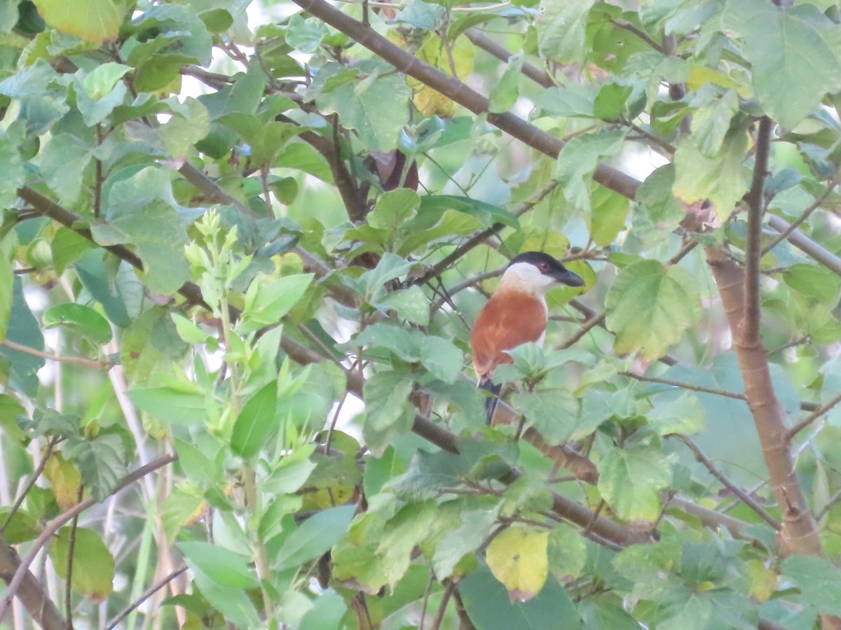 Marsh Tchagra - ML644744621