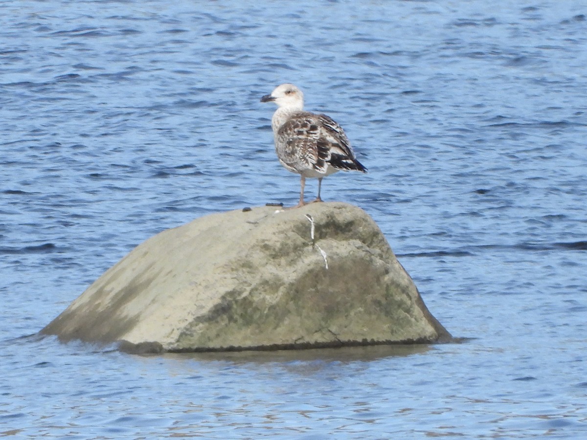 racek mořský - ML644744624