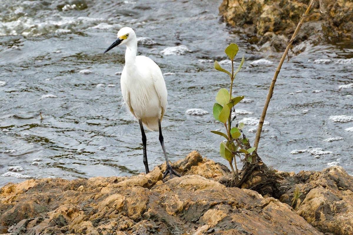 コサギ - ML644744627