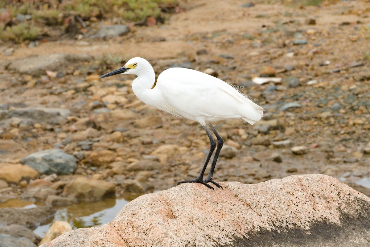 コサギ - ML644744628