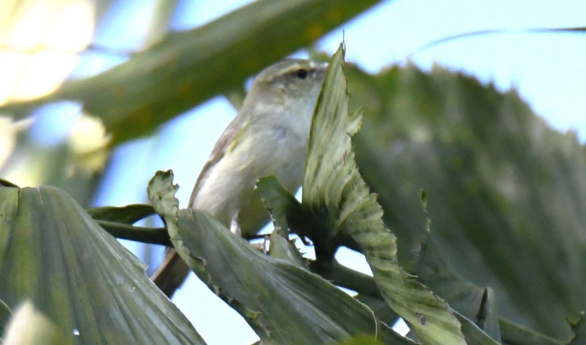 Желтобрюхая пеночка - ML644744629