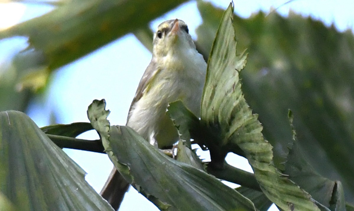 Желтобрюхая пеночка - ML644744642