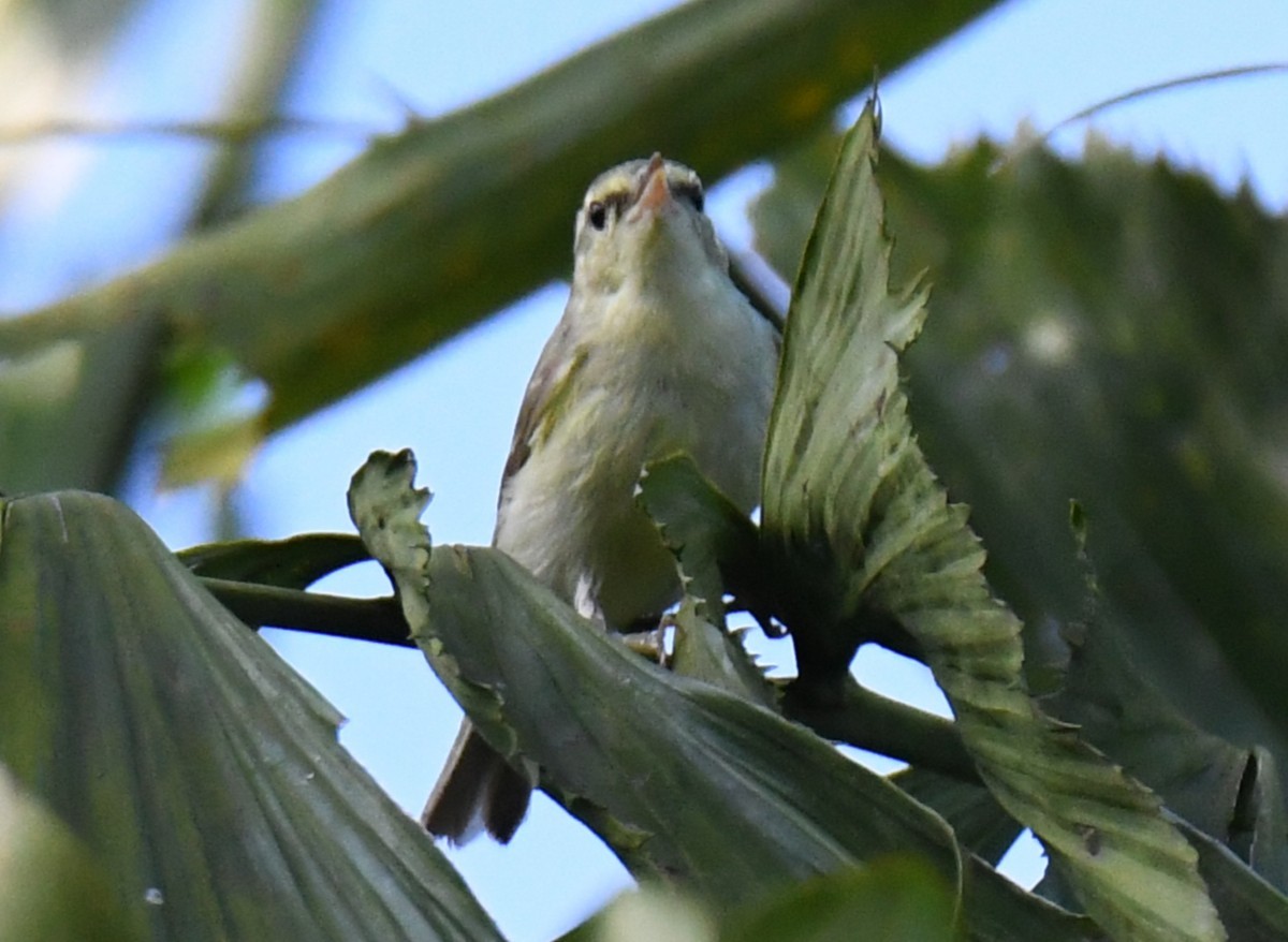 Желтобрюхая пеночка - ML644744646