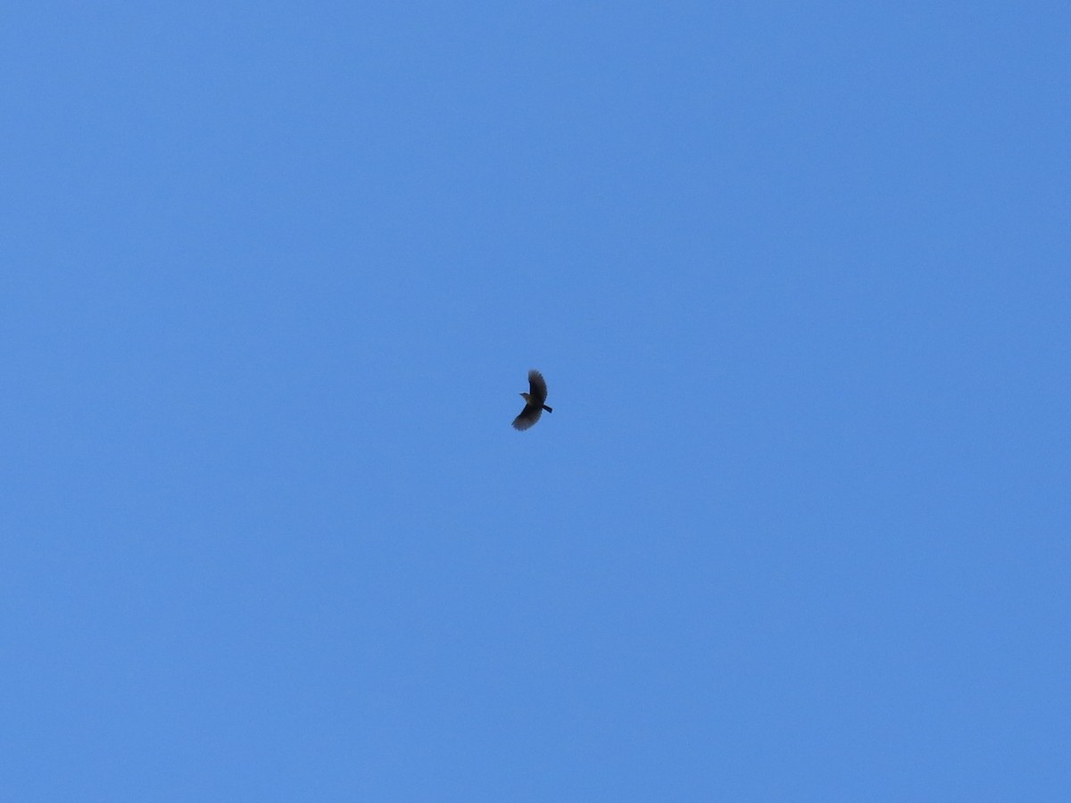 Flappet Lark - ML644744649