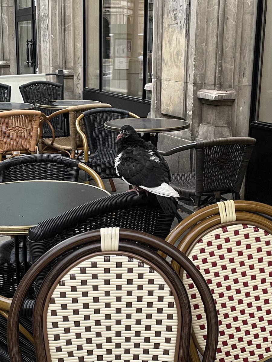 holub skalní (domácí) - ML644744652