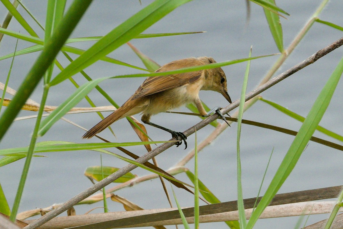 オーストラリアヨシキリ - ML644744653