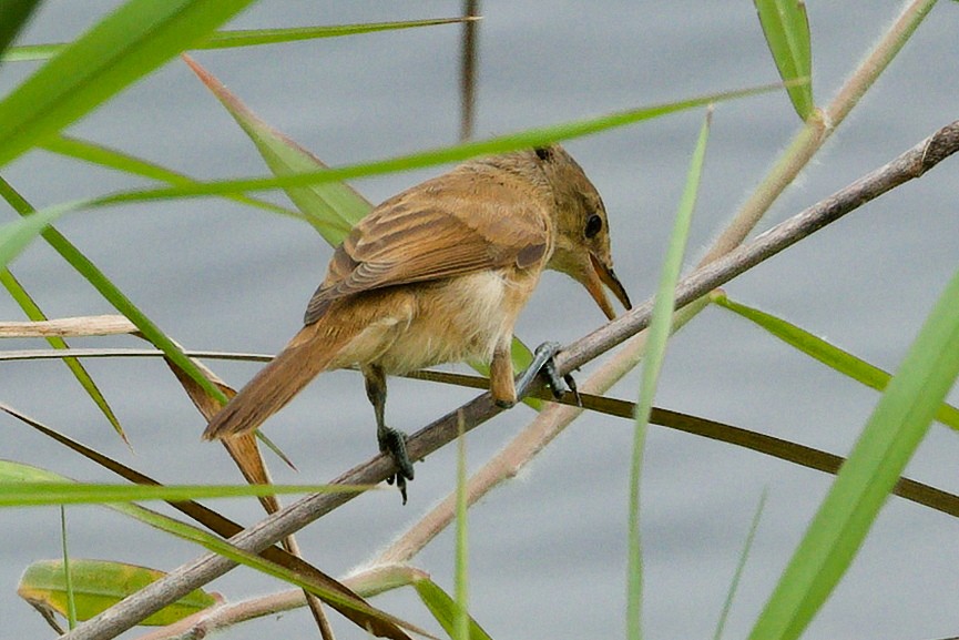 オーストラリアヨシキリ - ML644744654