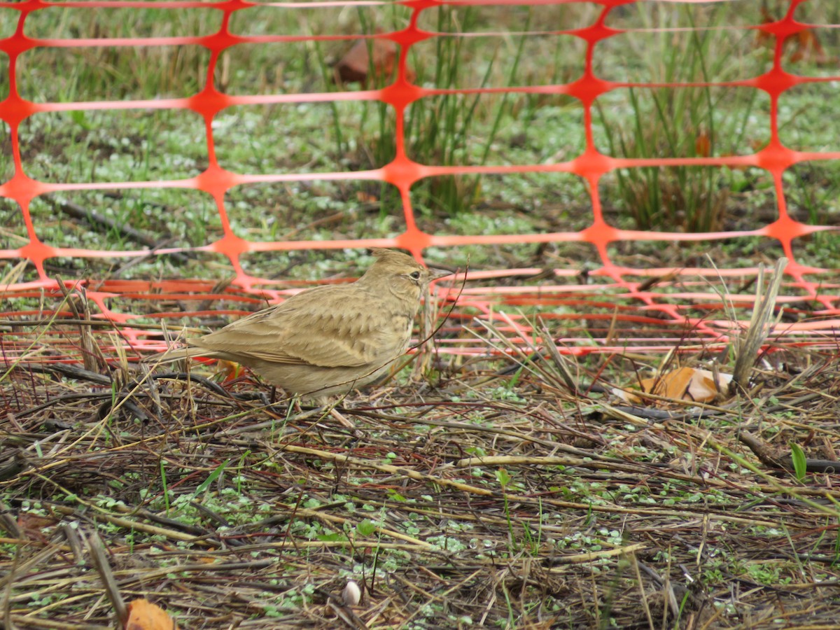 topplerke - ML644744658