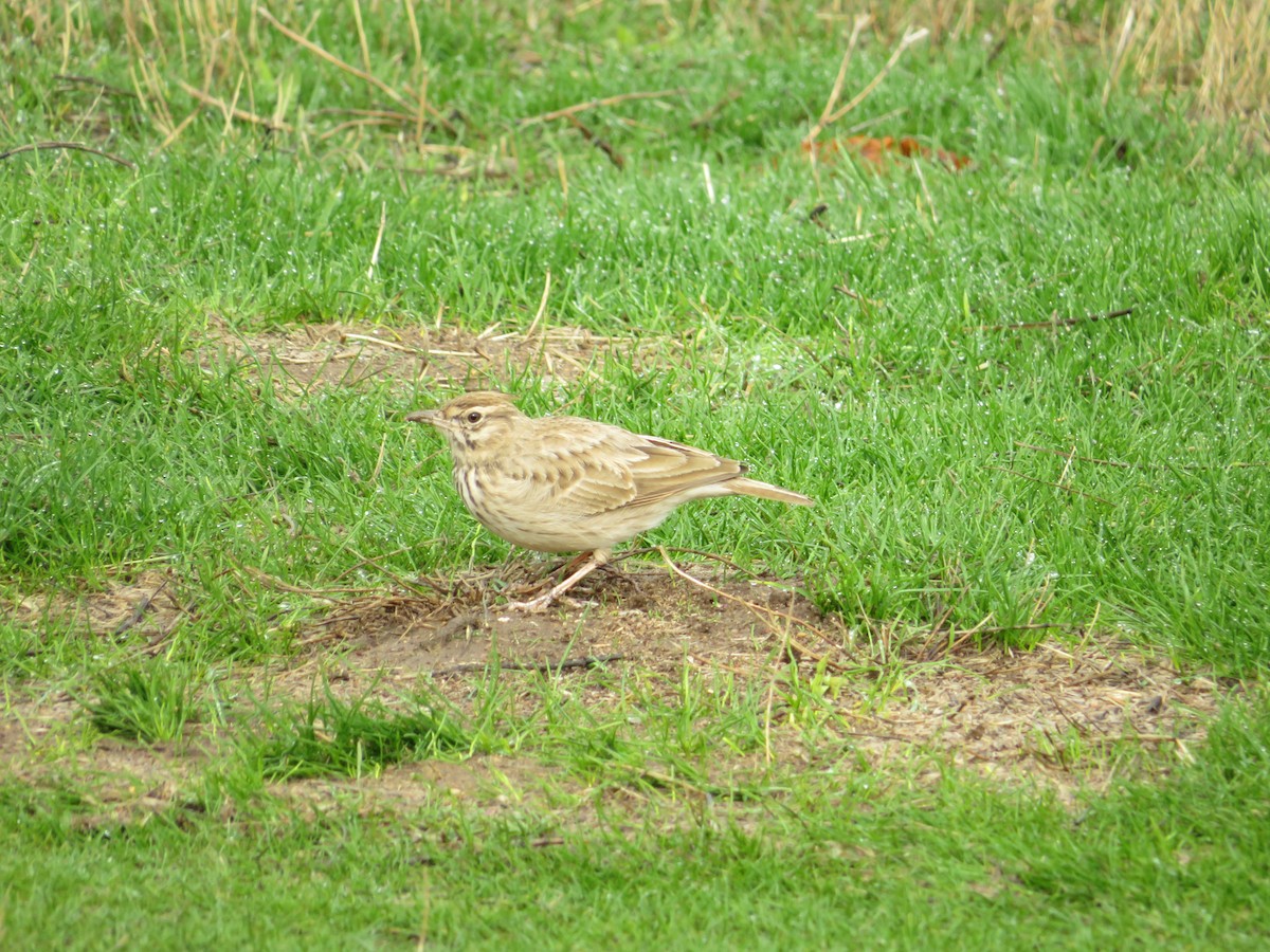 topplerke - ML644744660