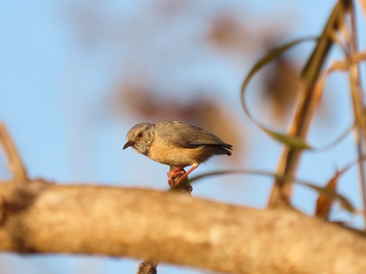 Red-faced Crombec - ML644744661