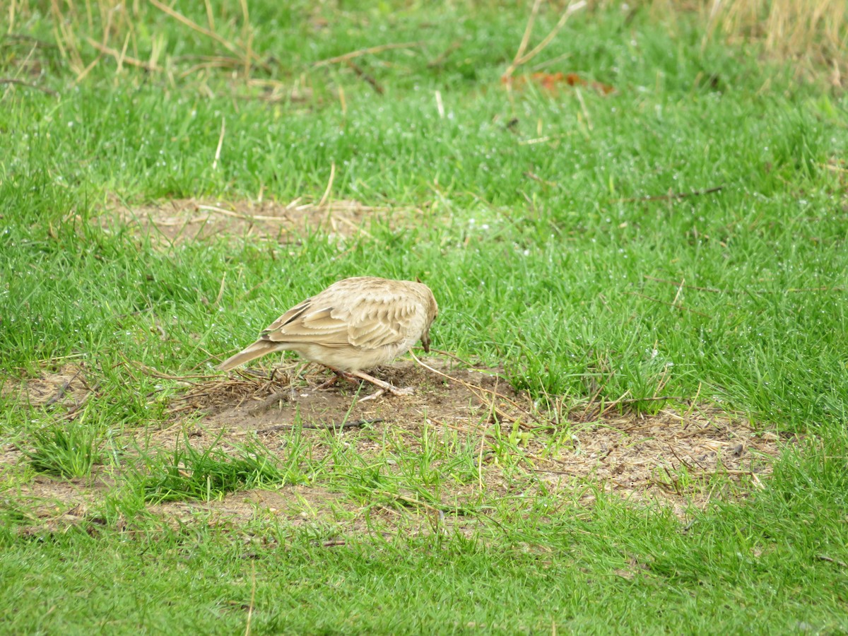 topplerke - ML644744664