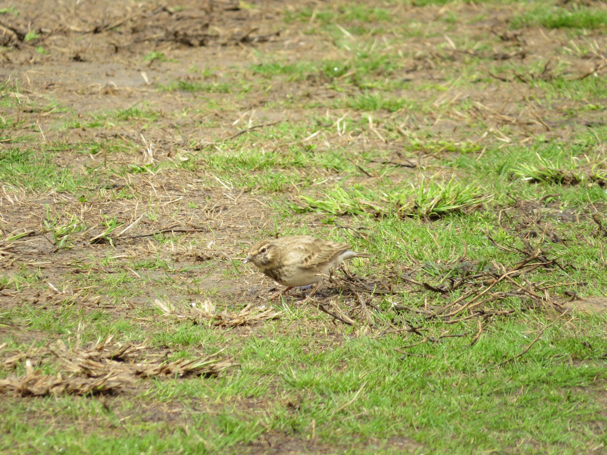 topplerke - ML644744665