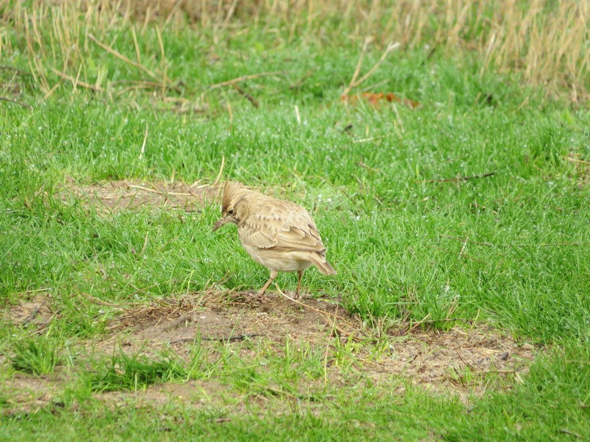 topplerke - ML644744666