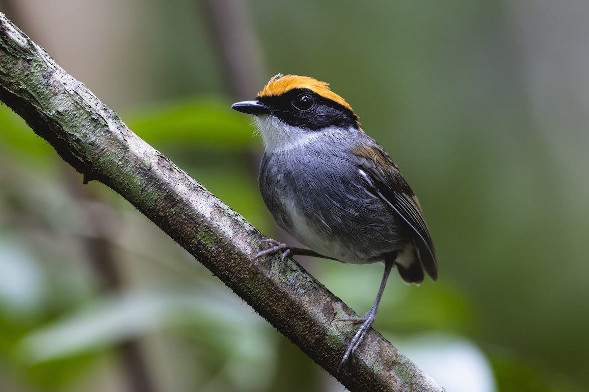 Black-cheeked Gnateater - ML644744669