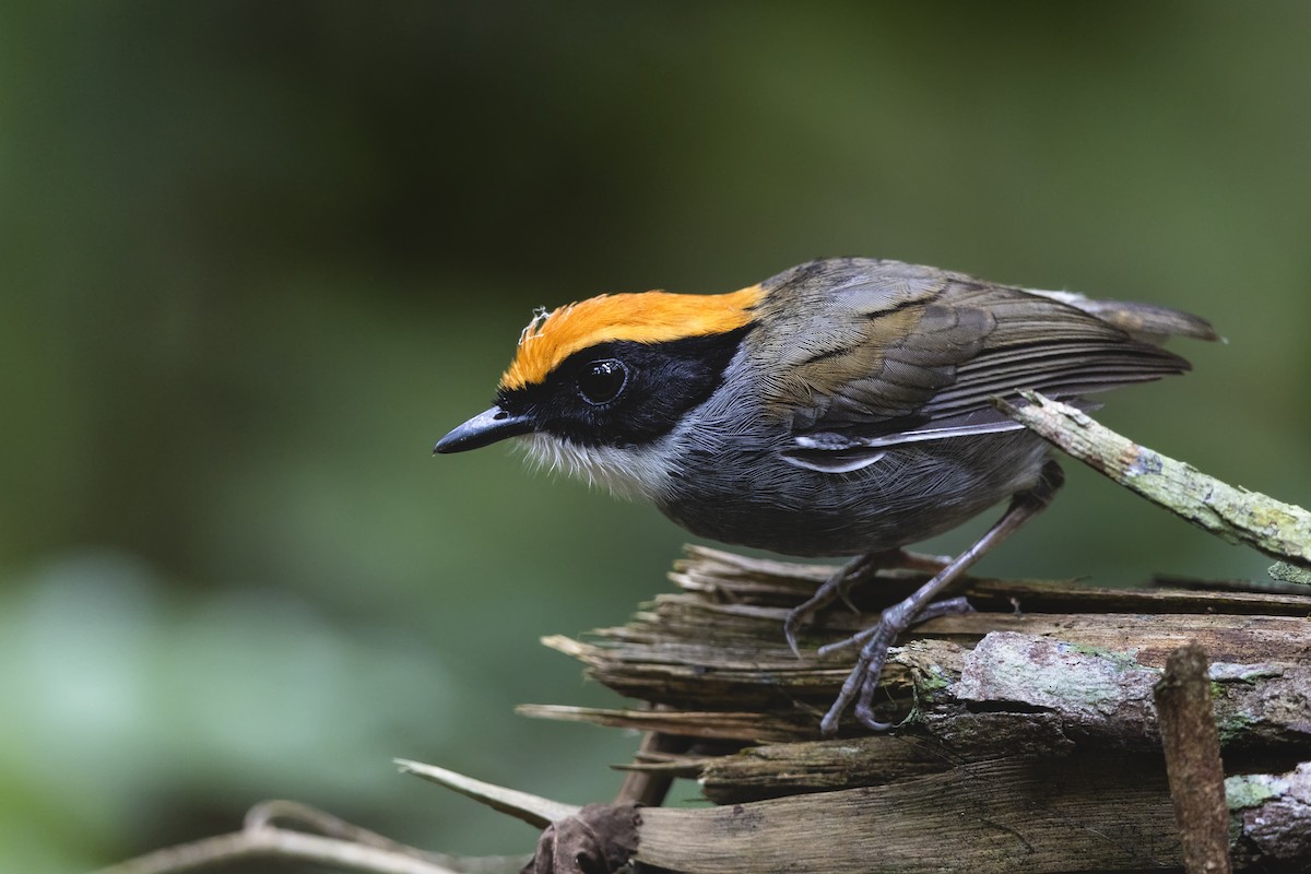 Black-cheeked Gnateater - ML644744670