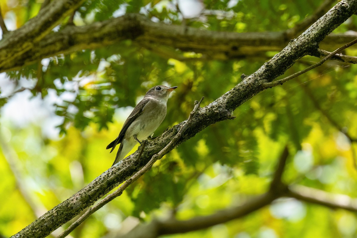 Asian Brown Flycatcher - ML644744671