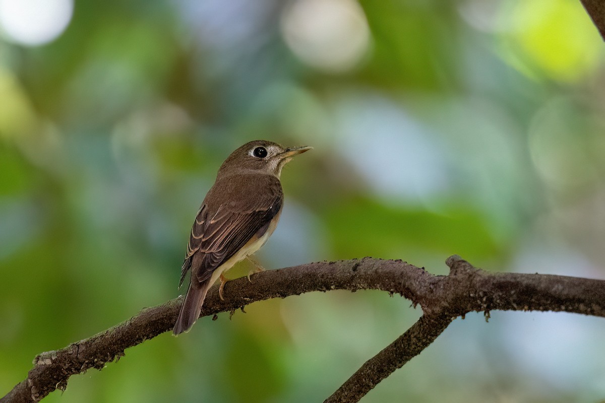 Brown-breasted Flycatcher - ML644744684